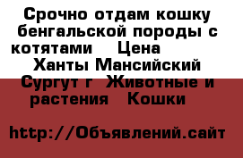 Срочно отдам кошку бенгальской породы с котятами. › Цена ­ 20 000 - Ханты-Мансийский, Сургут г. Животные и растения » Кошки   